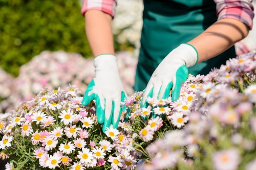 A close-up view of a gardener's hands wearing white gardening gloves, gently tending to a vibrant flower bed filled with pink and white daisies. The gardener's arms are partially visible, dressed in a long-sleeved shirt with pink cuffs and a green apron. The background features a landscaped outdoor area with lush green shrubs and trees, indicating a well-maintained garden in a residential setting, possibly within Mayfair or nearby. The scene is captured in natural daylight, highlighting the natural tones of the flowers and foliage, emphasizing careful garden upkeep typical of professional gardening and landscaping services by Landscapers Mayfair, serving areas around postcode W1K or central London.