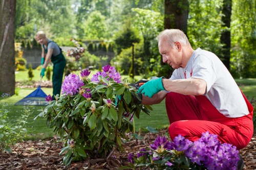 In a well-maintained outdoor garden space, an elderly man with short grey hair, dressed in a white shirt and red trousers, is kneeling on the soil, carefully pruning or tending a large, lush shrub with vibrant purple and pink flowers. The shrub is situated in a landscaped area with a neatly edged flower bed that contains other flowering plants and green foliage. Behind him, another gardener is visible wearing a grey top and green gloves, working on a different section of the garden, possibly raking or inspecting the grass or soil. The background features mature trees, a lawn with dense green grass, and a decorative border with small plants, indicating an established garden setting typical of Mayfair. The scene is lit by natural daylight, suggesting a clear, pleasant weather day, with soft shadows cast on the ground. This image exemplifies professional gardening and landscaping efforts, consistent with services offered by Landsacpers Mayfair in the residential or landscaped yards of the area, emphasizing horticultural care, plant maintenance, and outdoor aesthetic improvements in a refined urban environment.