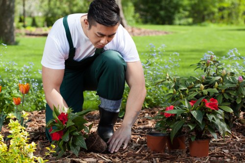A young man wearing a white T-shirt, dark green work trousers, and gardening gloves is kneeling in a well-maintained suburban garden with lush green lawns and vibrant flower beds. He is carefully tending to a small potted plant with red flowers placed on a mulch-covered flower bed that features a variety of other flowering plants and shrubs, some with red and green foliage. Behind him, there is a neatly trimmed hedge and several mature trees, providing shade and natural structure to the outdoor space. The garden area appears open and spacious, with a vibrant, healthy lawn extending into the background, bordered by flower beds and garden borders. The scene is brightly lit by natural daylight, indicating good weather conditions, contributing to a tidy, inviting outdoor environment. This detailed scene illustrates principles of garden maintenance that Landscapers Mayfair might provide, highlighting plant care, garden aesthetics, and outdoor landscaping in a suburban setting near Mayfair, London, with attention to natural tones and landscape composition.