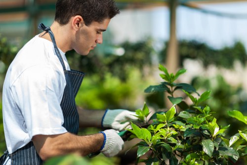 A young male gardener wearing a white t-shirt, a dark striped apron, and white gardening gloves tending to a lush green hedge in a well-maintained outdoor garden. The hedge is densely foliaged with healthy, vibrant green leaves, situated along a paved stone pathway. In the background, there are blurred green plants and trees, indicating a spacious, landscaped outdoor area typical of properties in Mayfair. The garden features a mix of soil and grass areas, with the hedge serving as a natural border or privacy screen. The scene is illuminated by natural daylight, suggesting a clear, calm day suitable for outdoor gardening work. This image reflects professional gardening services that include hedge trimming, plant maintenance, and landscape management, aligning with the services offered by Landscapers Mayfair for high-end residential outdoor spaces.