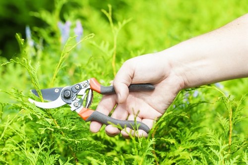 A close-up view of a person's hand holding a pair of garden pruning shears with orange and grey handles, actively trimming or cutting green fern-like foliage in a well-maintained backyard garden. The background shows a lush, vibrant green lawn area with various dense plants, including some purple-flowered plants, and a hedge or shrubbery border. The garden features healthy, dense grass, neatly bordered planting beds, and natural sunlight illuminating the scene, illustrating typical gardening and outdoor landscape care suitable for properties around Mayfair and related to professional gardening services offered by Landscapers Mayfair.
