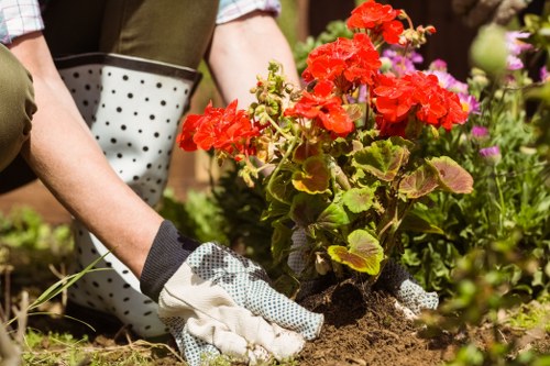 A close-up view of a gardener's hands planting a vibrant red flowering geranium into dark, moist soil in a well-maintained garden. The gardener is wearing white gardening gloves with black dots and a beige long-sleeve shirt. Surrounding the planting area are various other plants, including pink flowers and green foliage, indicating a diverse outdoor garden space. The background features additional garden elements such as potted plants and leafy bushes, with natural sunlight illuminating the scene. The setting suggests an organized outdoor garden, possibly part of a residential front or back yard in Mayfair, where professional gardening services by Landscapers Mayfair focus on lawn care and plant maintenance are regularly provided.