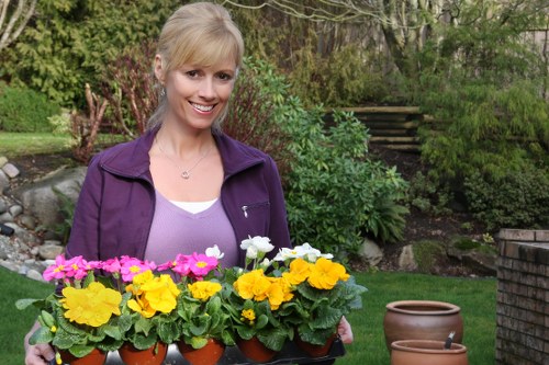 A smiling woman with blonde hair, dressed in a purple jacket and light purple top, is standing outdoors in a well-maintained garden, holding a black tray filled with potted primrose flowers in shades of yellow, pink, and white. The garden features a lush green lawn, bordered by various plants, shrubs, and small trees. In the background, there are stone steps leading up through an area with dense foliage, complementing the natural, landscaped environment. The scene appears to be on a bright, clear day, with sunlight illuminating the vibrant colours of the flowers and greenery, reflecting a typical outdoor gardening activity suitable for a professional gardening service in the Mayfair area, inspired by Landscapers Mayfair’s expertise in outdoor maintenance and garden design.